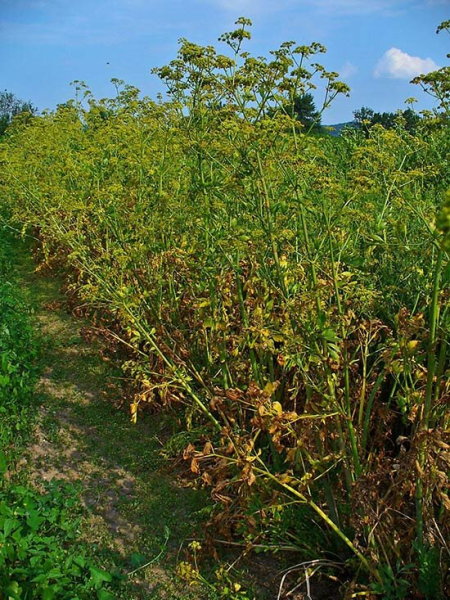 Любисток &mdash; целебное растение для лечения импотенции