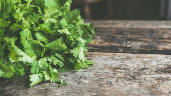 Лечебные свойства и противопоказания кинзы для организма мужчины