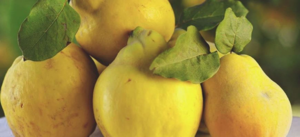 Айва для организма и потенции мужчины &mdash; польза и вред от употребления