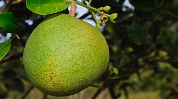 Полезные свойства помело для организма и потенции мужчин, противопоказания