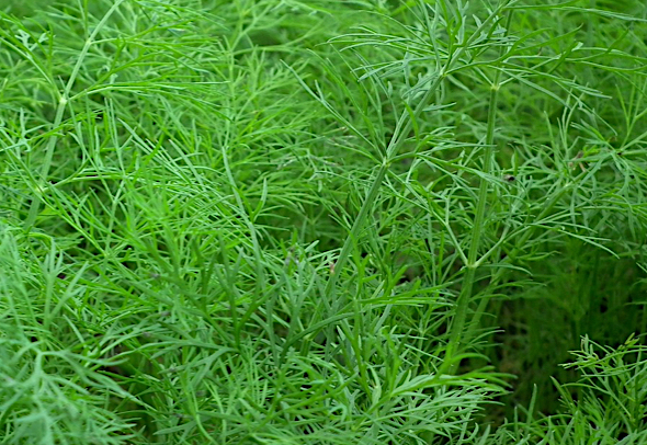 Мужская потенция и петрушка: ценность для сохранения половой силы