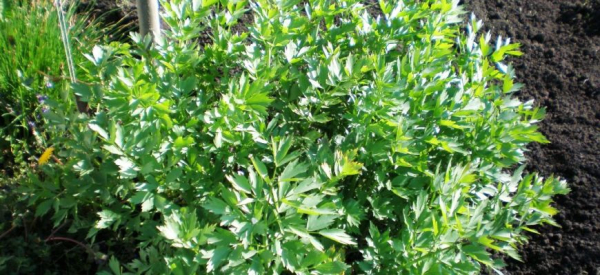 Любисток &mdash; целебное растение для лечения импотенции