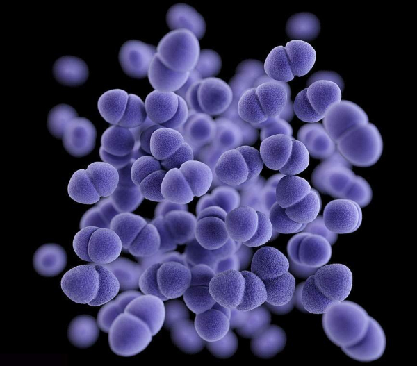 Энтерококк фекальный у мужчин: причины, лечение и профилактика