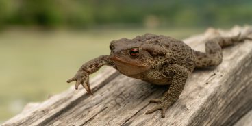 Почему папилломы чешутся и что с этим делать?