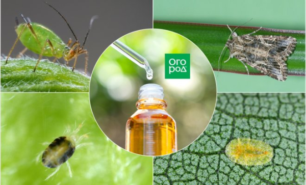 Вазелиновое масло: польза, вред, способы применения