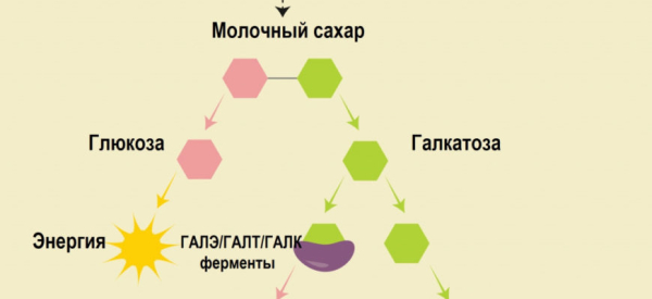 Галактоземия: симптомы, диагностика, лечение и профилактика