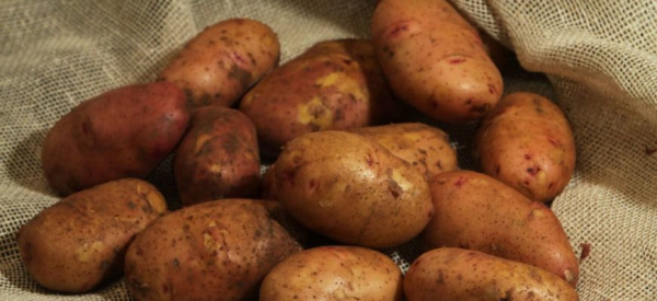 Лечение папиллом картошкой: противопоказания и рецепты