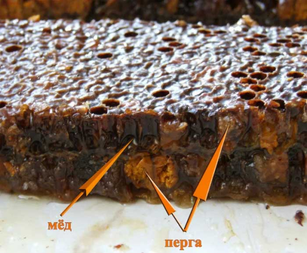 Пчелиная перга: польза, вред, способы применения