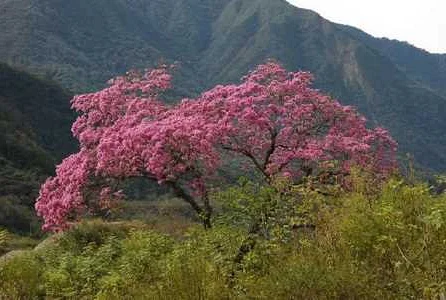 Кора муравьиного дерева: свойства и способы применения