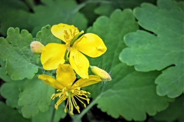 Как вывести бородавки в домашних условиях с помощью чистотела