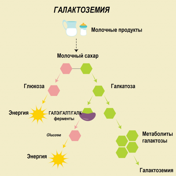 Галактоземия: симптомы, диагностика, лечение и профилактика