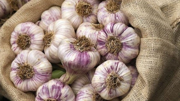 Вреден ли чеснок и в чем его польза для организма человека?